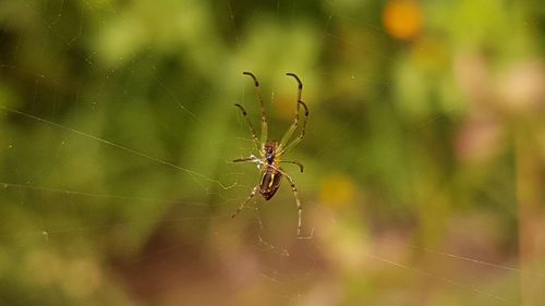 spider web