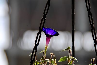 Close-up of purple flowering plant