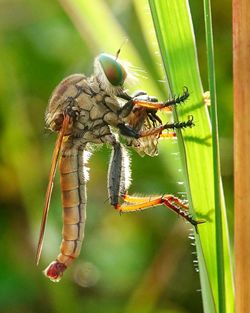 Close-up of insect on plant