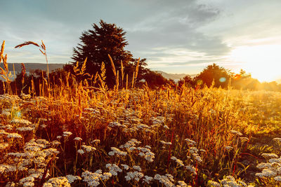 Plants growing on field against sky at sunset