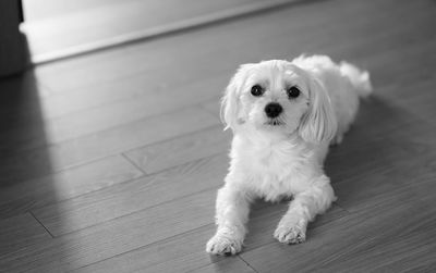 High angle portrait of a dog