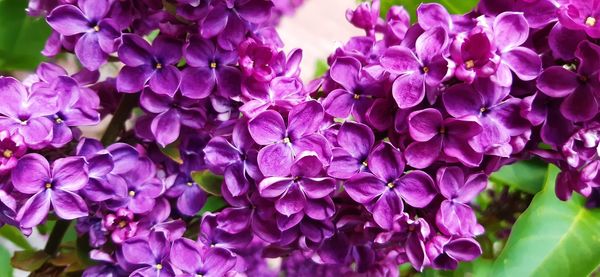 Close-up of purple flowering plants