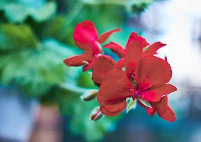 Close-up of red flowering plant