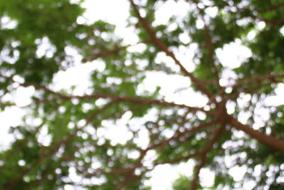 Low angle view of tree against sky