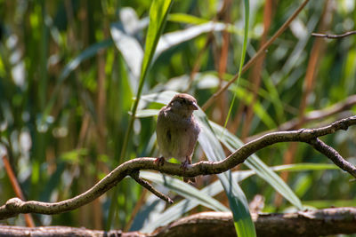 Bird perching on a branch