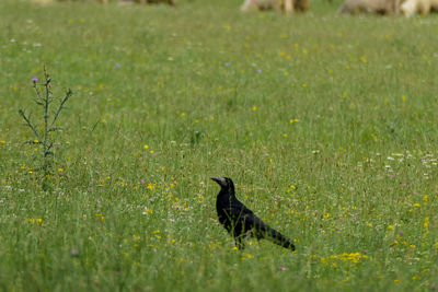 Bird on a field