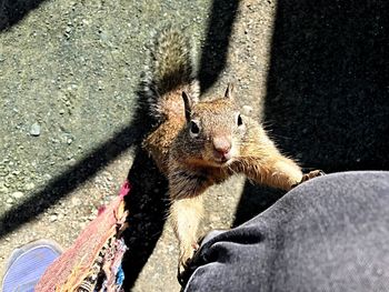 High angle view of squirrel on tree