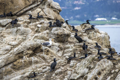 Bird perching on rock formation in sea