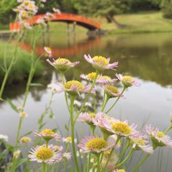 Close-up of flowers blooming in pond