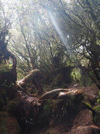 Fallen tree in forest