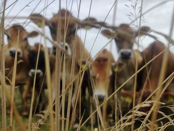 Close-up of sheep on field