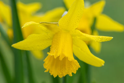 Close-up of yellow flowering plant