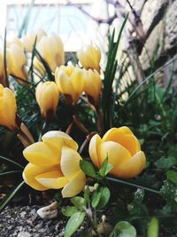 Close-up of yellow tulips