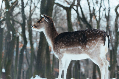 Deer in winter forest