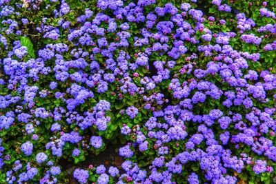 High angle view of purple flowering plants