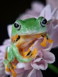Close-up of insect on flower