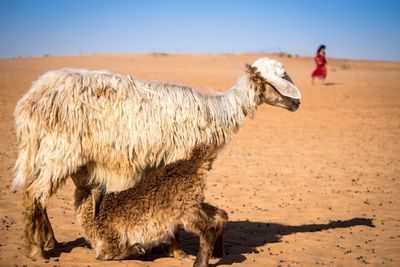 Baby goat drink milk from its mother and the little beduin owner runs toward the camp.