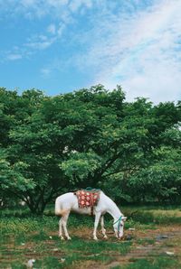 A white horse eating grass in a field, kenjeran park, surabaya, indonesia