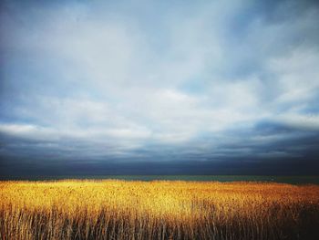 Scenic view of field against sky