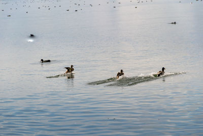 Ducks swimming in lake