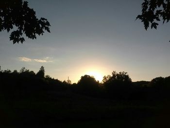 Silhouette of trees at sunset