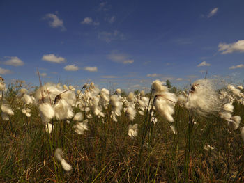 White flowers on field against sky