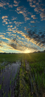 Scenic view of agricultural field against sky during sunset