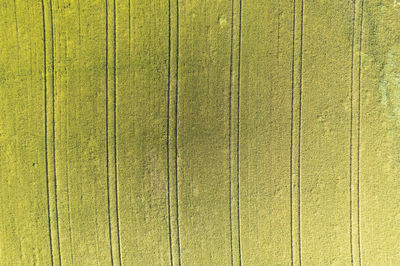 Scenic view of agricultural field