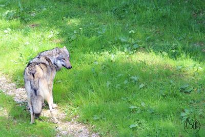 Dog on field