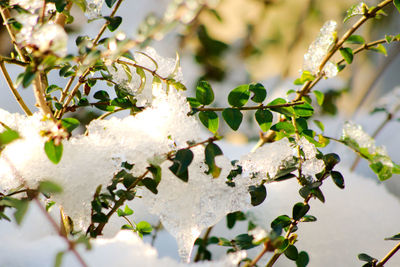 Close-up of snow on tree during winter