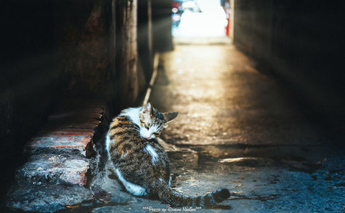 Cat sitting on road at night