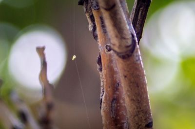 Close-up of tree branch