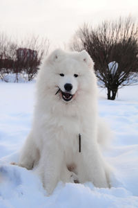 View of a dog on snow field