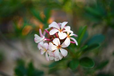 Close-up of white flowering plant