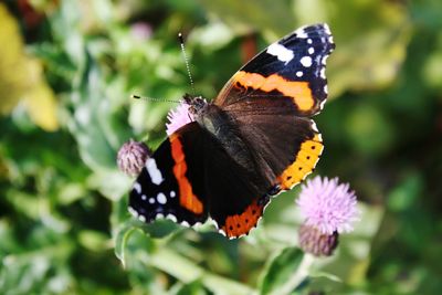 Close-up of butterfly pollinating on flower