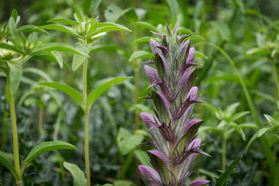 Close-up of purple flowers on field