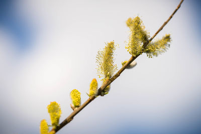 Close-up of plant against sky