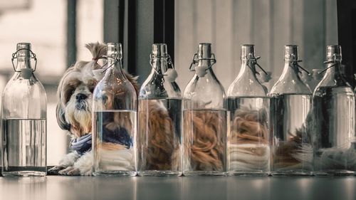 Dog sitting by water bottles on table