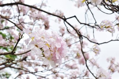 Close-up of cherry blossoms in spring