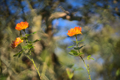 Close-up of orange poppy flowers