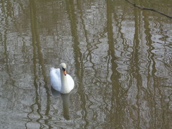 High angle view of swan swimming on lake