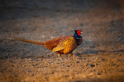 Partridge on a field