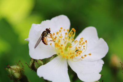 Close-up of bee on white flower