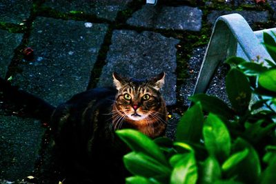 Portrait of cat on plant