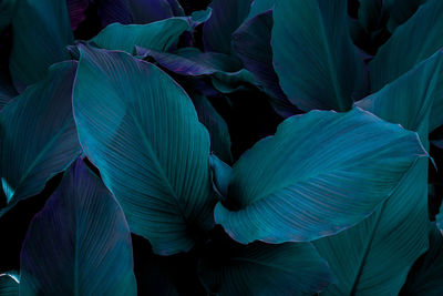 Full frame shot of flowering plant