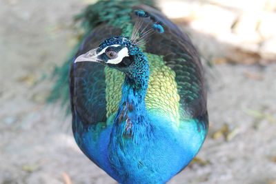 High angle view of peacock