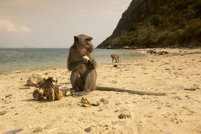 Monkeys sitting at beach