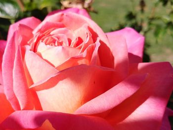 Close-up of pink rose