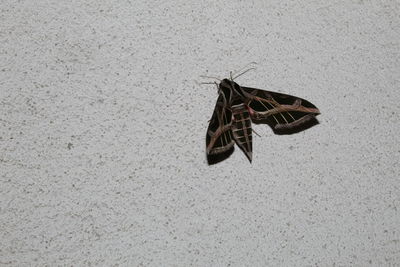 High angle view of butterfly on the wall