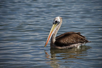 Pelican swimming in lake